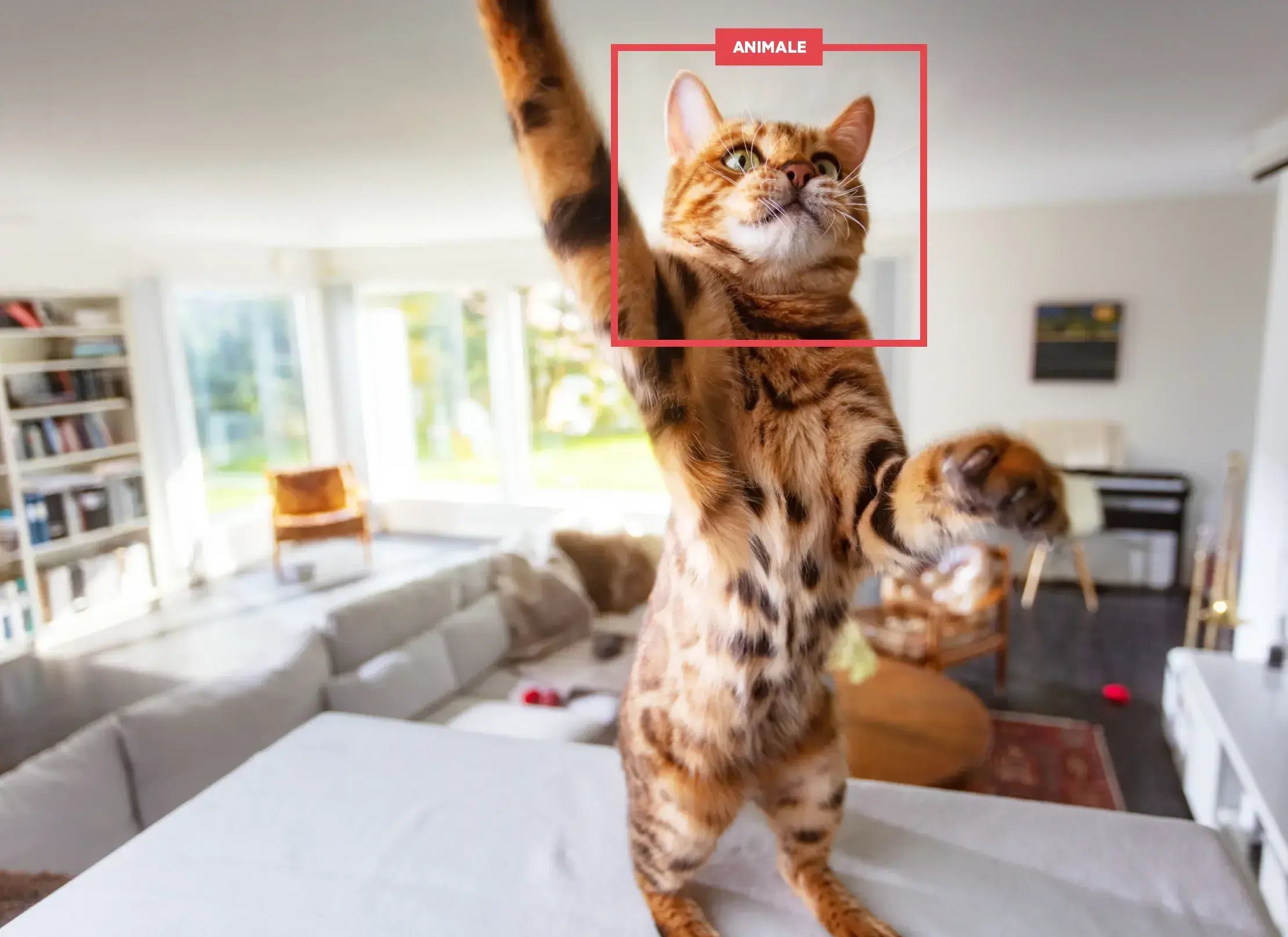 Sensore Sector Alarm che ignora i movimenti di un gatto in casa grazie al rilevamento intelligente