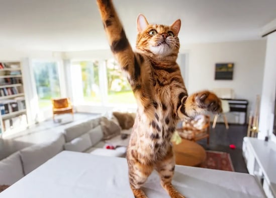 Sector Alarm previene i falsi allarmi causati dai tuoi amici a quattro zampe, grazie a sensori tarati per animali fino a 18 kg